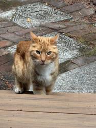 Found/Stray Male Cat last seen 175th and Rigert, Beaverton, OR 97007