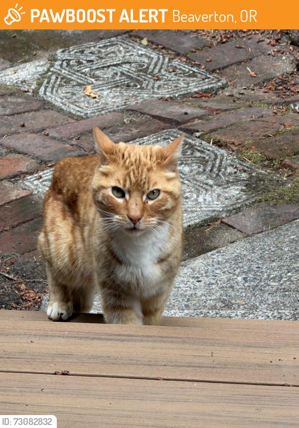 Found/Stray Male Cat last seen 175th and Rigert, Beaverton, OR 97007