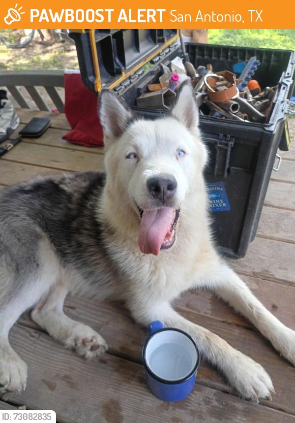 Found/Stray Female Dog last seen Memorial high school/ memorial library, San Antonio, TX 78228