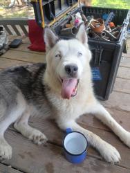 Found/Stray Female Dog last seen Memorial high school/ memorial library, San Antonio, TX 78228
