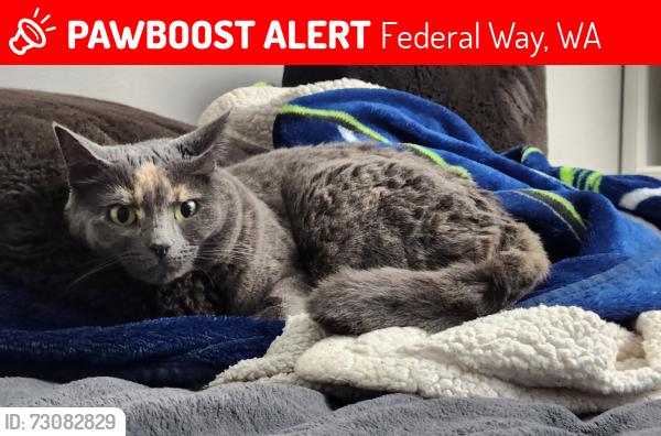 Lost Female Cat last seen 296th st and 11th Ave sw , Federal Way, WA 98023