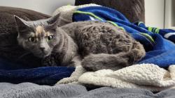 Lost Female Cat last seen 296th st and 11th Ave sw , Federal Way, WA 98023