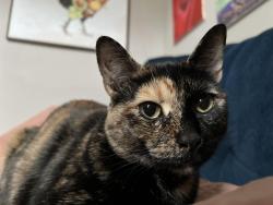 Lost Female Cat last seen Cambrian Ridge Trail, Pelham, AL 35124
