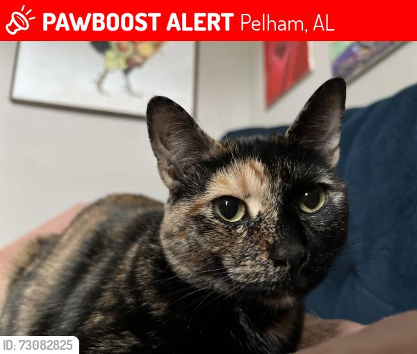 Lost Female Cat last seen Cambrian Ridge Trail, Pelham, AL 35124