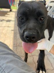 Found/Stray Female Dog last seen Sycamore hills elementary school, Fontana, CA 92337