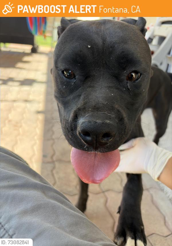 Found/Stray Female Dog last seen Sycamore hills elementary school, Fontana, CA 92337
