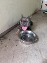 Reunited Female Dog last seen Nevada and Rich, Spokane, WA 99207