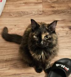 Lost Female Cat last seen Waters Ave, Pomona, CA 91766