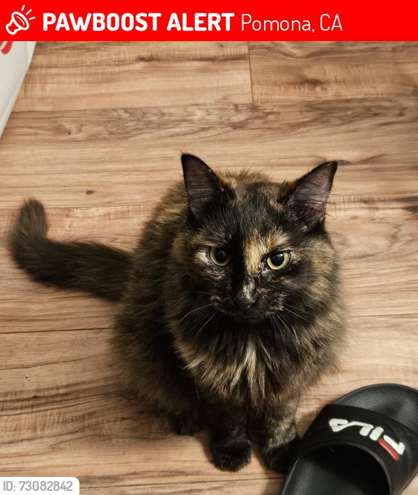 Lost Female Cat last seen Waters Ave, Pomona, CA 91766