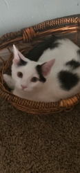 Lost Male Cat last seen Pepper dr , El Cajon, CA 92021