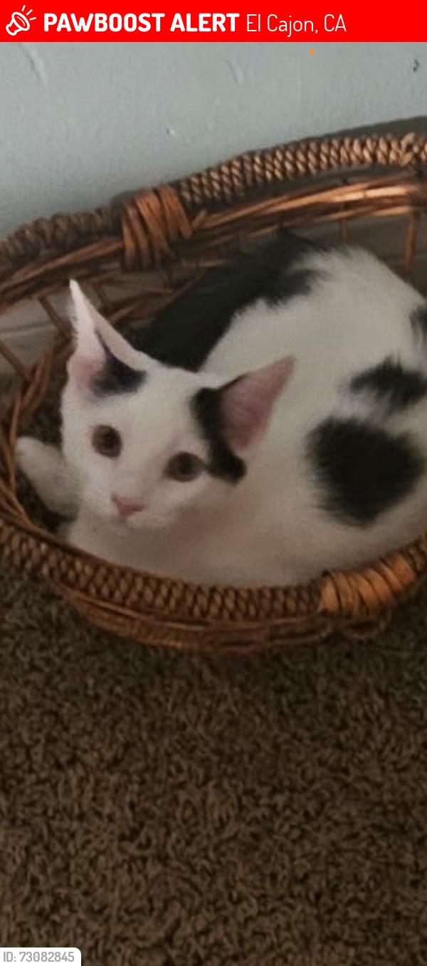 Lost Male Cat last seen Pepper dr , El Cajon, CA 92021