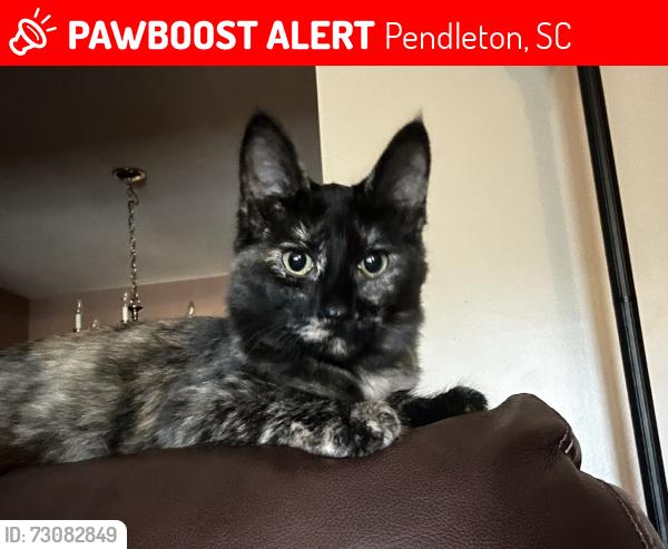 Lost Female Cat last seen Summers Drive, Boscabel, Pendleton, SC 29670