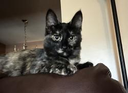 Lost Female Cat last seen Summers Drive, Boscabel, Pendleton, SC 29670