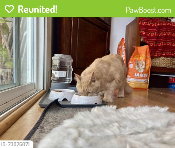 Reunited Female Cat last seen Rooney St, Santa Cruz, CA 95065
