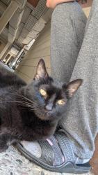 Found/Stray Female Cat last seen Madison Street & 14th street, Oakland, CA 94612