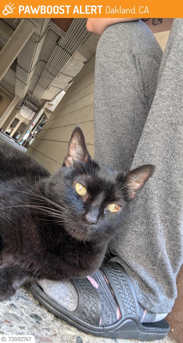 Found/Stray Female Cat last seen Madison Street & 14th street, Oakland, CA 94612
