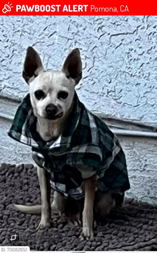 Lost Male Dog last seen Kingsley Ave, Pomona CA 91767, Pomona, CA 91767