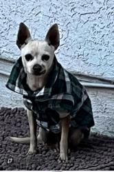 Lost Male Dog last seen Kingsley Ave, Pomona CA 91767, Pomona, CA 91767