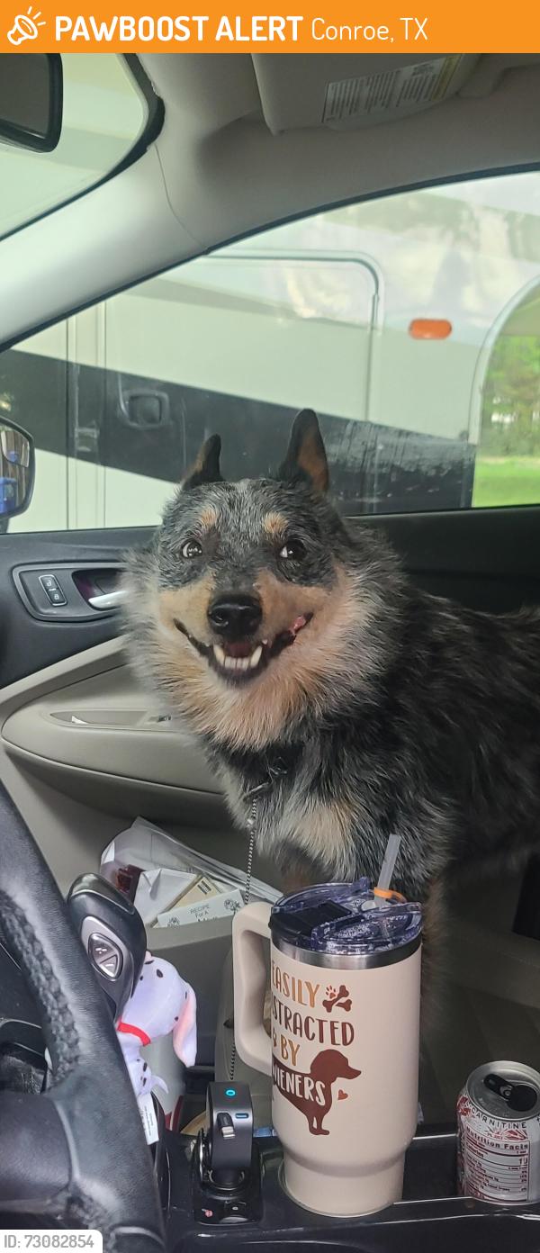 Found/Stray Male Dog last seen Sapp Rd /Serenity Rose, Conroe, TX 77304