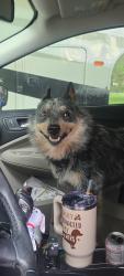 Found/Stray Male Dog last seen Sapp Rd /Serenity Rose, Conroe, TX 77304