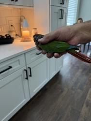 Found/Stray Unknown Bird last seen Chickasaw and lakeunderhill, Goldenrod, FL 32792