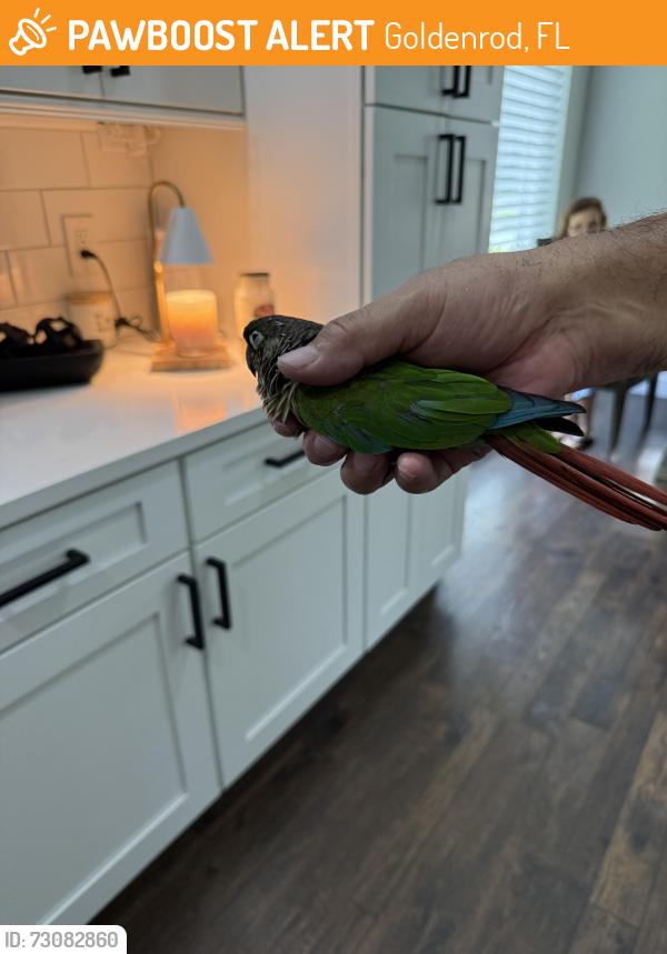 Found/Stray Unknown Bird last seen Chickasaw and lakeunderhill, Goldenrod, FL 32792