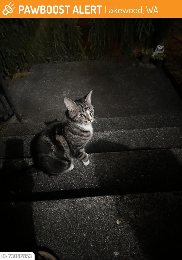 Found/Stray Female Cat last seen Oakbrook park, Lakewood, WA 98498