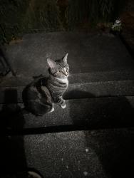 Found/Stray Female Cat last seen Oakbrook park, Lakewood, WA 98498
