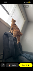 Lost Male Cat last seen Near n Cleveland, Sioux Falls, SD 57103