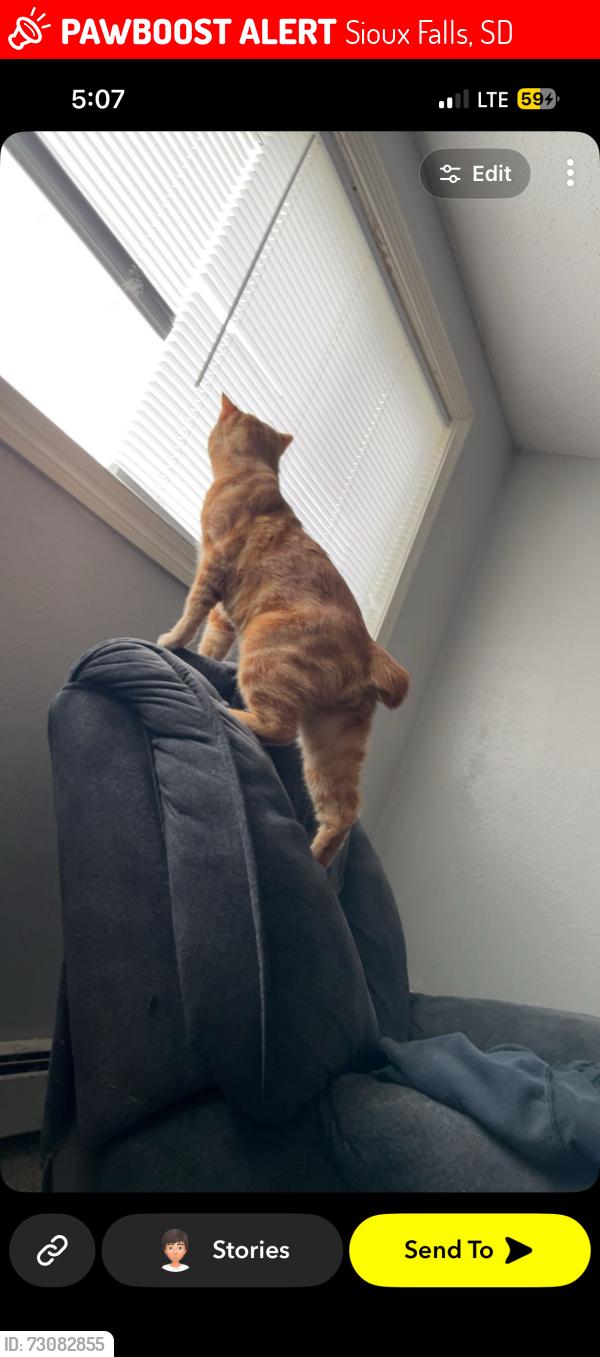 Lost Male Cat last seen Near n Cleveland, Sioux Falls, SD 57103