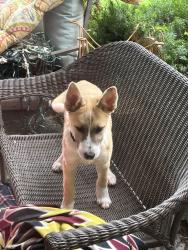 Found/Stray Male Dog last seen Country Aire ests, Broken Arrow, OK 74012