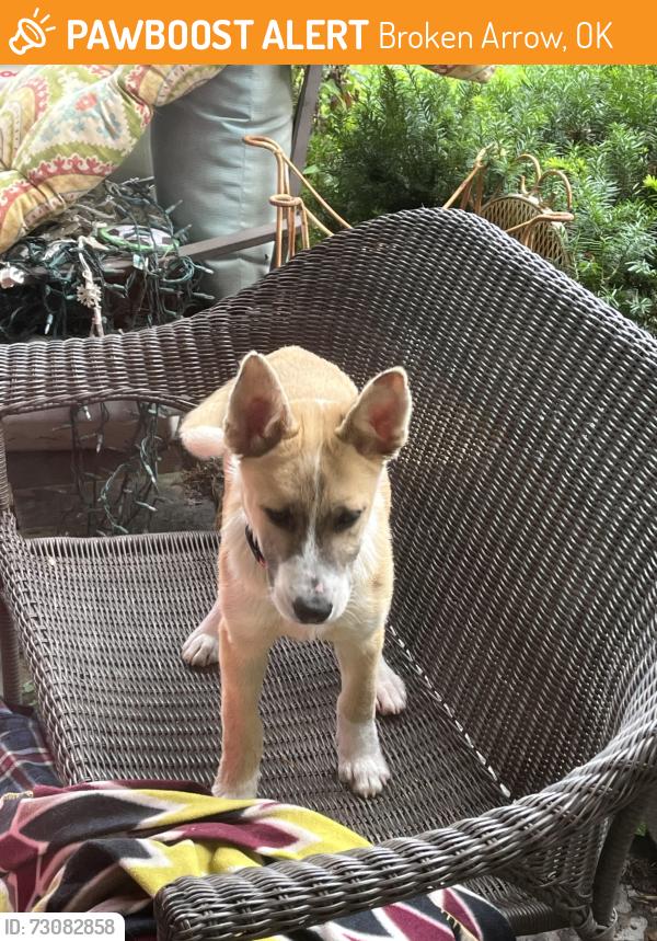 Found/Stray Male Dog last seen Country Aire ests, Broken Arrow, OK 74012