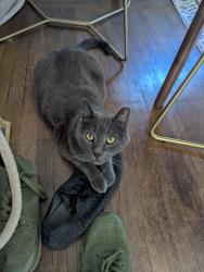 Reunited Male Cat last seen North Oakland, Oakland, CA 94608