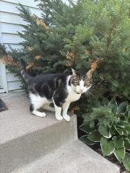 Reunited Unknown Cat last seen Near Cleveland st ne, Minneapolis, MN 55418