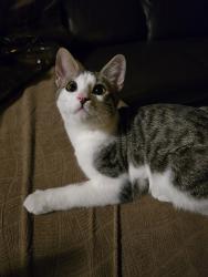 Found/Stray Male Cat last seen Near Ave and Kettle Crescent W, Surrey, BC V3S 8R6