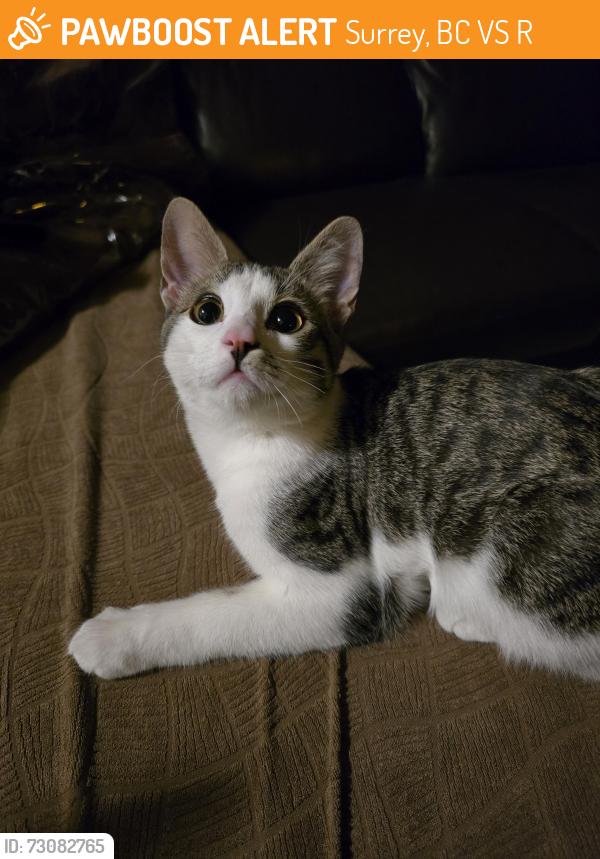 Found/Stray Male Cat last seen Near Ave and Kettle Crescent W, Surrey, BC V3S 8R6