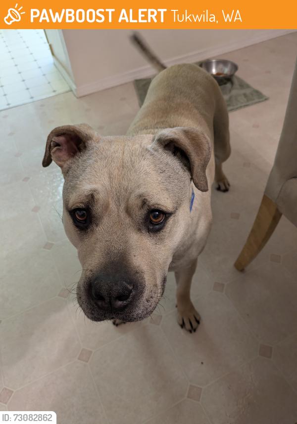 Found/Stray Male Dog last seen Foster golf course, Tukwila, WA 98168