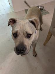 Found/Stray Male Dog last seen Foster golf course, Tukwila, WA 98168