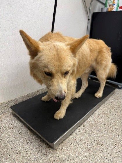 Shelter Stray Male Dog last seen York Rd, County/Unicorporated, NC, 1491 Business Park Ct, Gastonia, NC 28052, USA