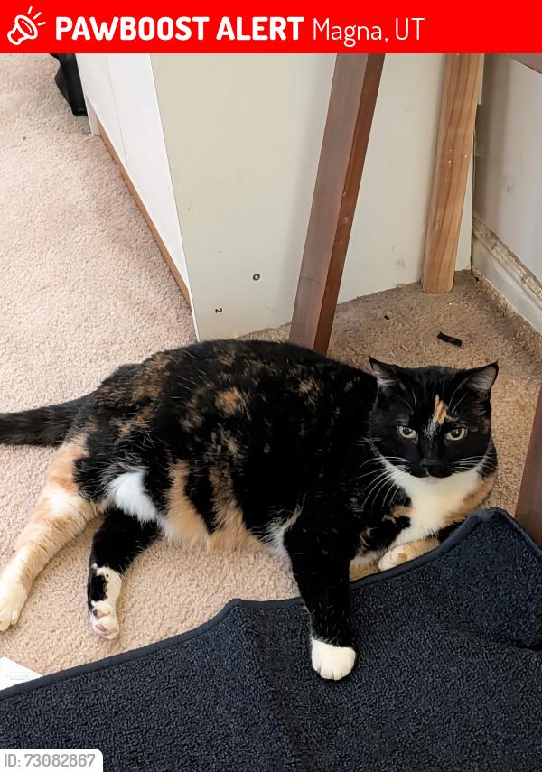 Lost Female Cat last seen Near west 3100 south, Magna, UT 84044