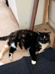 Lost Female Cat last seen Near west 3100 south, Magna, UT 84044
