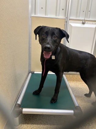 Shelter Stray Female Dog last seen Near High St, Hamilton, OH, 1820 Princeton Rd, Hamilton, OH 45011, USA
