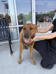 Found/Stray Male Dog last seen Wadsworth and 285, Lakewood, CO 80227