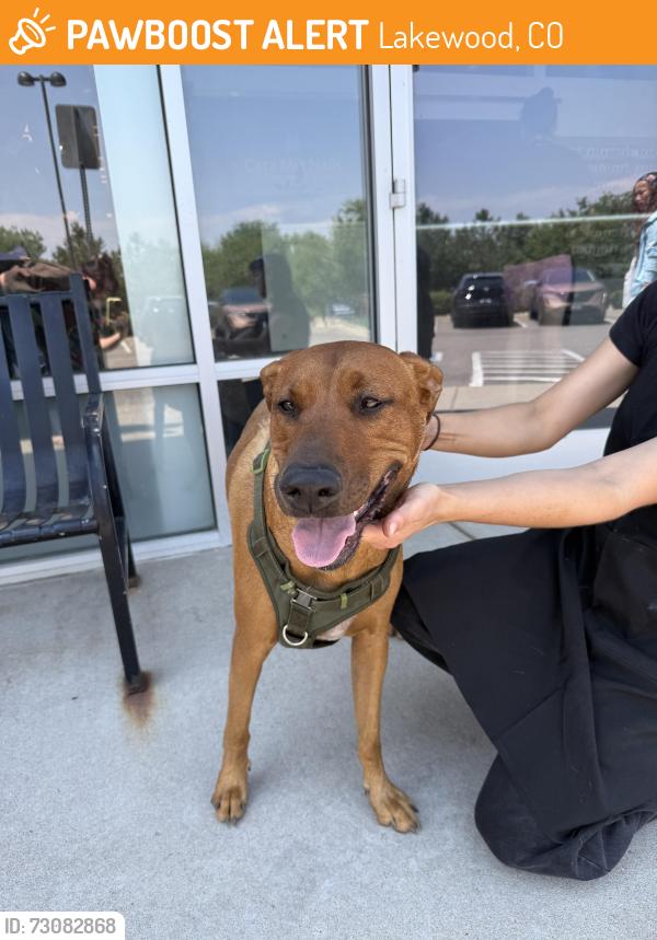 Found/Stray Male Dog last seen Wadsworth and 285, Lakewood, CO 80227