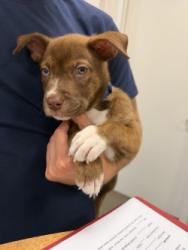 Shelter Stray Male Dog last seen Buckeye Drive, 75181, TX, 1650 Gross Rd, Mesquite, TX 75149, USA