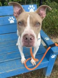 Shelter Stray Female Dog last seen Near Falls Rd, 21211, MD, 301 Stockholm St, Baltimore, MD 21230, USA