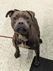 Shelter Stray Male Dog last seen Near dill ave, Atlanta, GA, 1251 Fulton Industrial Blvd NW, Atlanta, GA 30336, USA