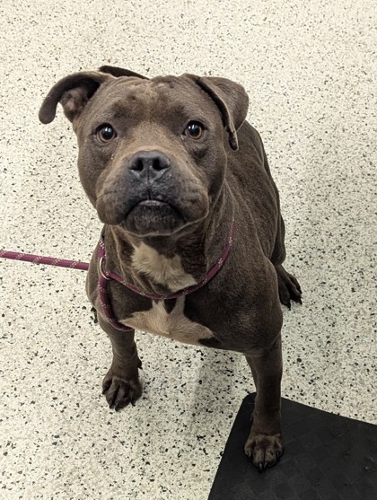 Shelter Stray Male Dog last seen Near dill ave, Atlanta, GA, 1251 Fulton Industrial Blvd NW, Atlanta, GA 30336, USA