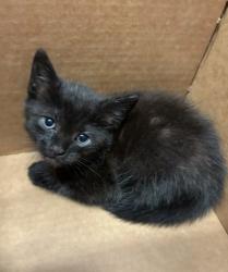 Shelter Stray Female Cat last seen GA-400 S & Lenox Rd NE, Atlanta, GA, 1251 Fulton Industrial Blvd NW, Atlanta, GA 30336, USA