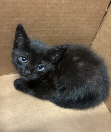 Shelter Stray Female Cat last seen GA-400 S & Lenox Rd NE, Atlanta, GA, 1251 Fulton Industrial Blvd NW, Atlanta, GA 30336, USA